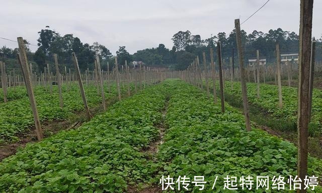 古代|一年采收7次,古代被称为“百菜之主”,如今沦为野菜少有人吃