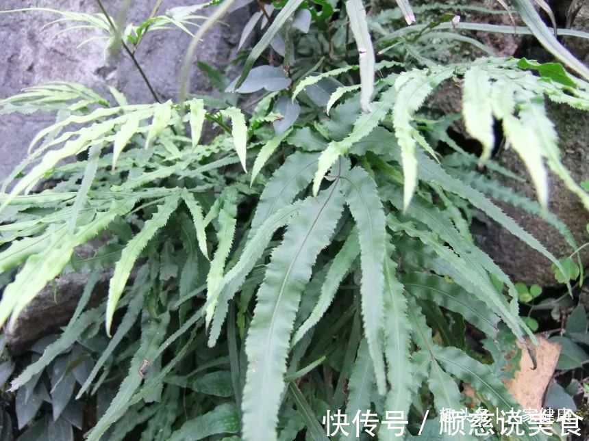 民间|一个治肝炎的民间偏方!1味草药煮水喝,不到1月,“肝”净病消除