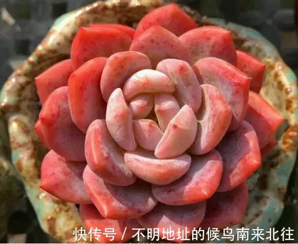 60种多肉图鉴及养护要点，1分钟学会，超全超实用！