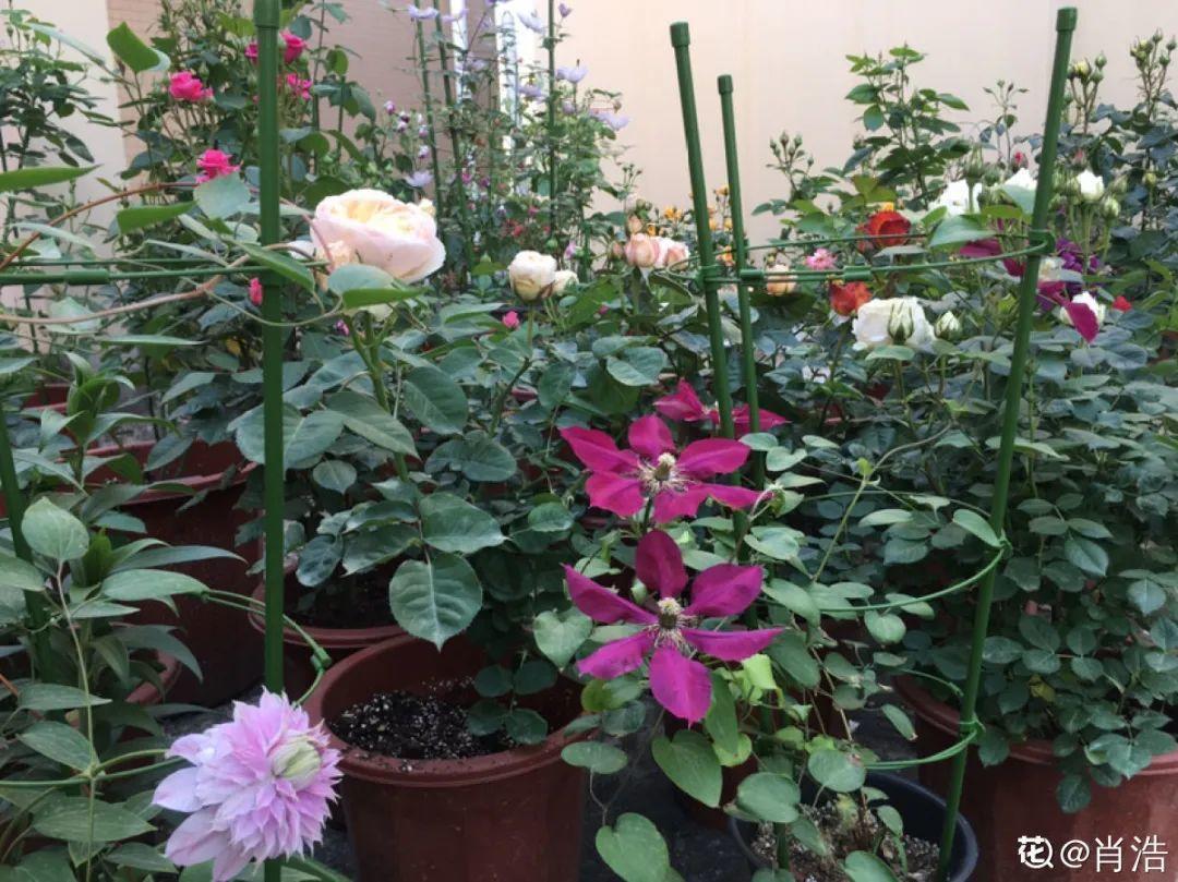 4种养花夺命水,秋天不要浇,一浇花就死!