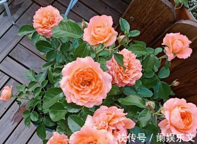 枝条|养月季花小苗,用3个“小技巧”,蹭蹭长侧芽,一次开花就爆盆