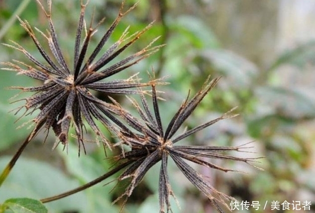 留个意：看到此野草，摘回家炒鸡蛋，作用非常大，现在知道还不晚