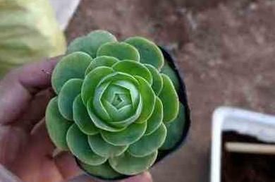 浇水|多肉一到夏季就休眠这3种长出“小包子”,照样美美哒