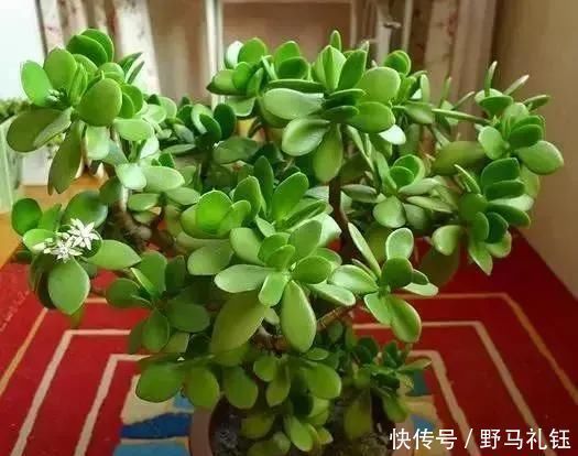 胜过|富裕家庭,这“3种花”会养在客厅,个个寓意好,胜过发财树