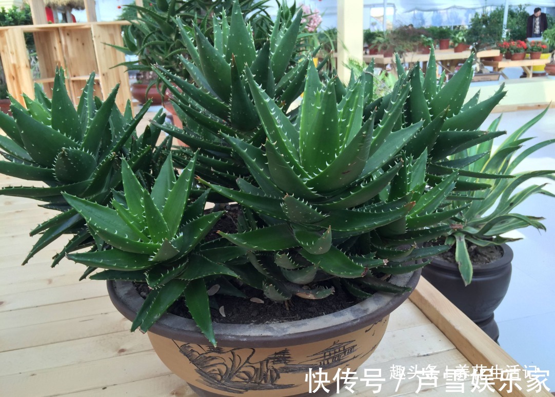 浇水|家中养芦荟,做好这“3点”后,新芽蹭蹭往外冒,叶子爆盆观赏强