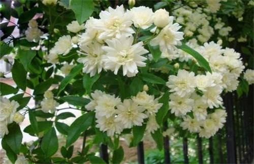 如果我有小院，一定养此3种“爬藤花”，2年时间开出一面花墙