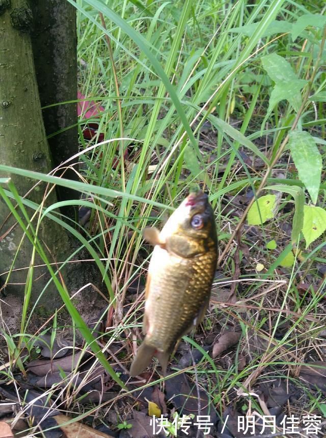 西南风|野钓小技巧浮漂做一个小改动,惊鱼几率大降