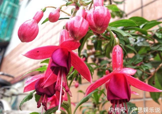 仙客来|被称为“夏必死”的8种花,我却喜欢买一些,因为能“省”不少钱