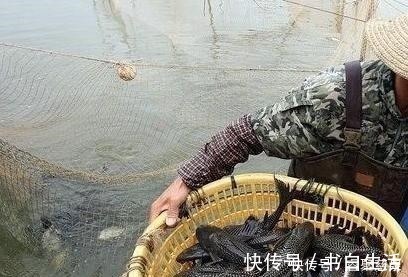 他野钓钓到六斤鲫鱼王，一看竟是“太监鲫鱼”这究竟是谁的功劳