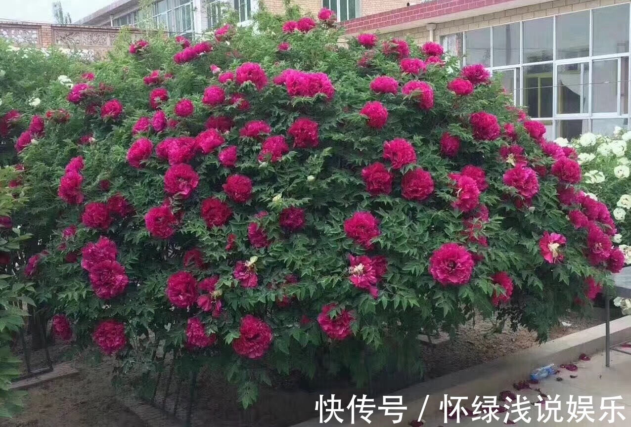 十大旺财花越老越值钱,建议养一盆,越养越富贵