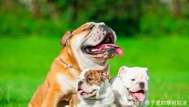 忠诚|12种最忠诚的狗,排第一的狗狗估计没有人不认识!