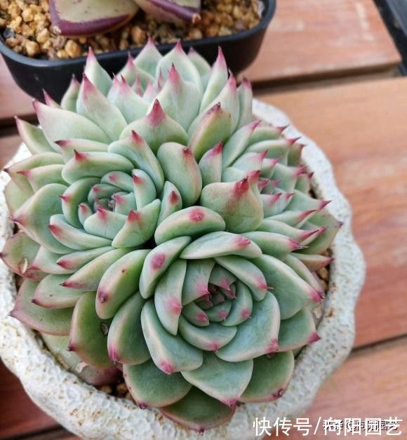 “养肉先养根”，提高温度，湿度，发根快，根系越多越好养