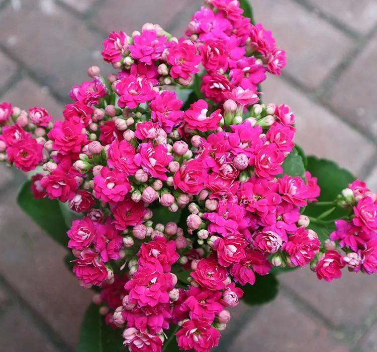 养长寿花要心狠,关进小黑屋,花苞满枝头,让它不开花都难