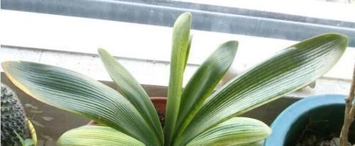 光照|君子兰叶子发黄的8大原因及处理方法