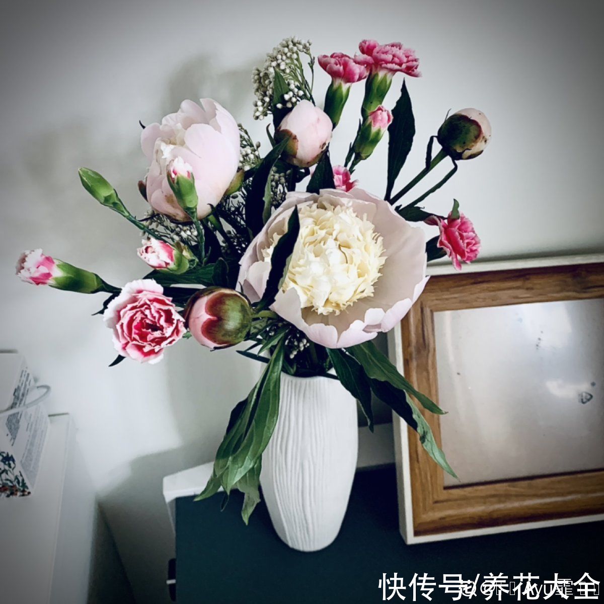 土农药|抓住5月的尾巴，赶紧养一株“芍药花神”，开花比碗还要大