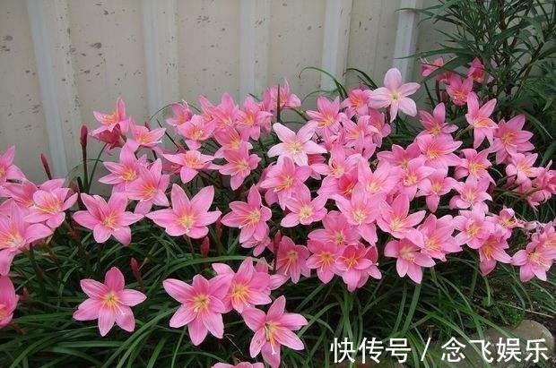 养护|它是“大花王”,开花如盆,花色美艳,养护简单,值得养一盆!