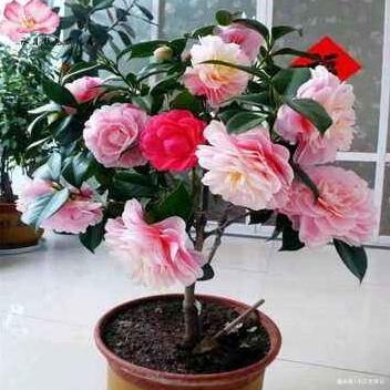 养山茶花，牢记这“3点”，一年四季不用愁，花苞多、开花也旺