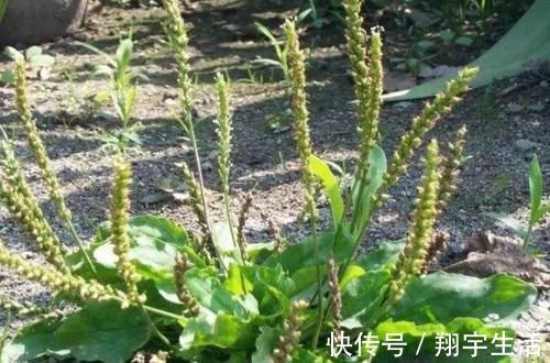 胰岛素|4物是天然“吸糖王”，工资再少也要舍得多吃，血糖或许慢慢下降