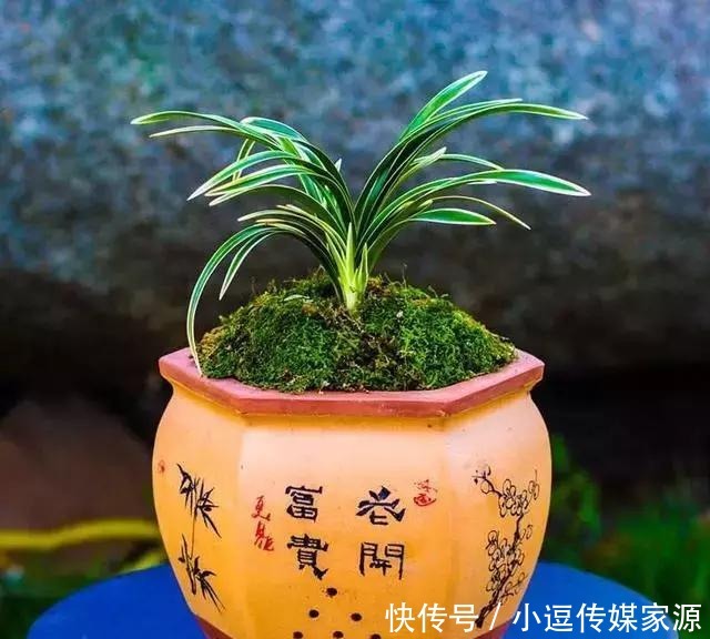 价值|最具收藏价值的兰花,花开双色、香味浓郁“兰中极品”——帝王妃