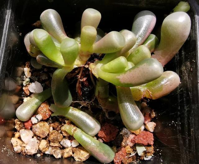 雨水|10种不能淋雨的花，淋完雨就死，盆栽养花注意事项