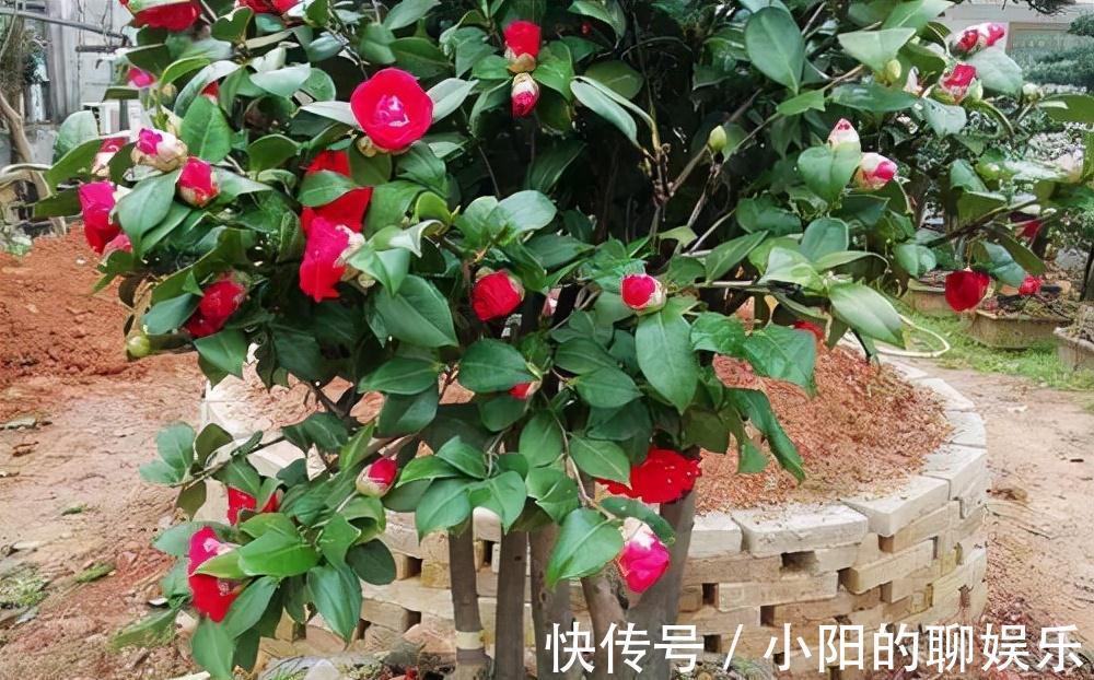 “寿命长”的11种花，好养寓意好，越养越值钱