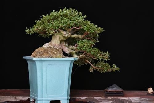 想要养好系鱼川真柏盆景，就要先了解它的生长习性，做好日常养护