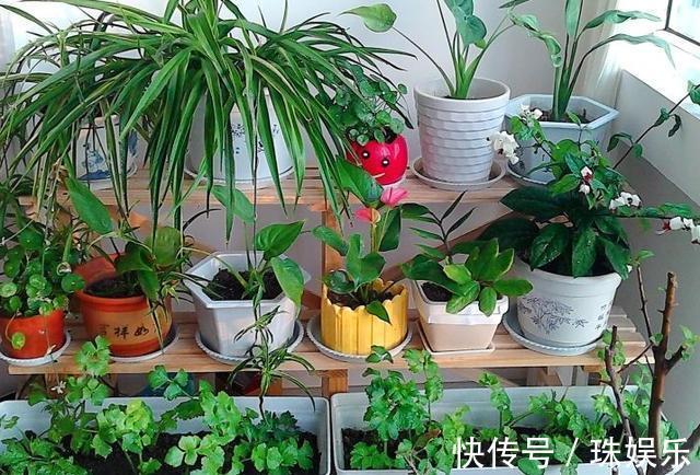 他养花“自制”有机肥,1月只浇“2瓶盖”,效果惊人,花肥不用买