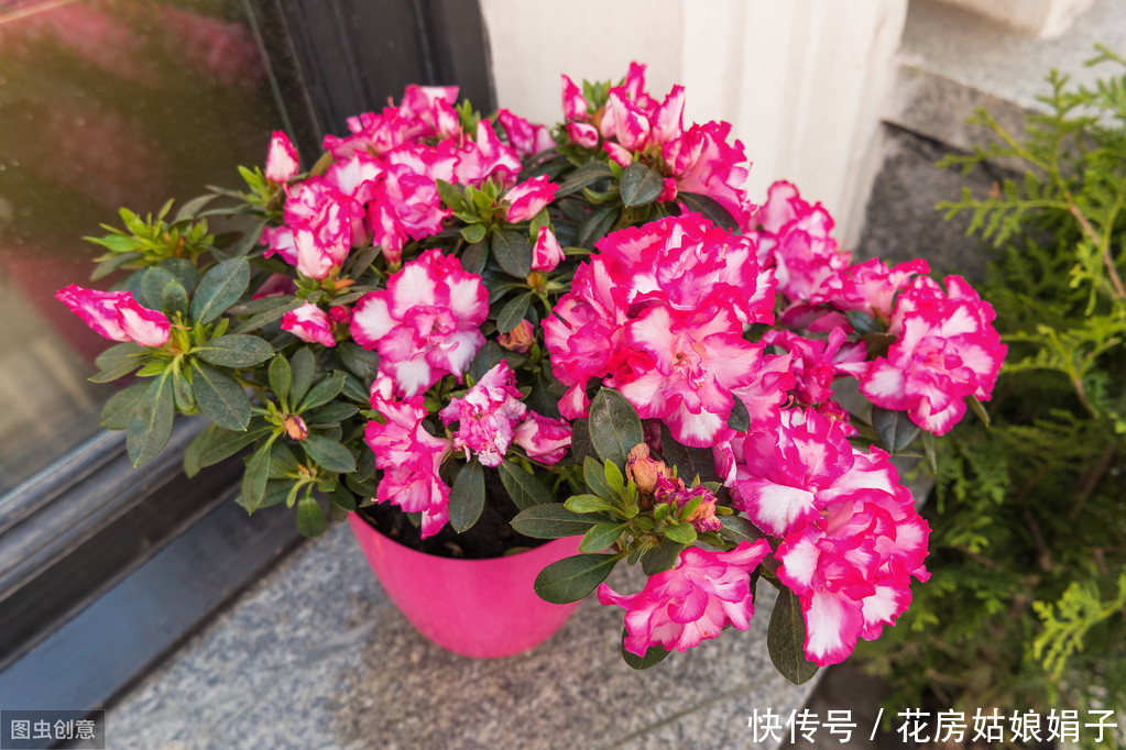 满枝|开花结果前,用啥花肥多不如它,养啥旺啥,花爆盆果子挂满枝