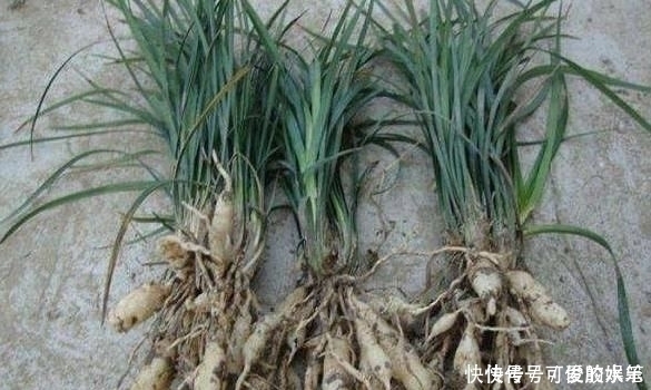 人參|農村一種野草,常被誤認為“韭菜”,煲湯美味,價值堪比人參