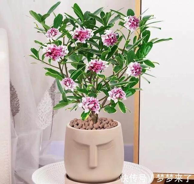 冬天家里气味难闻？就养这4种香味花，花香怡人，好看又好闻！