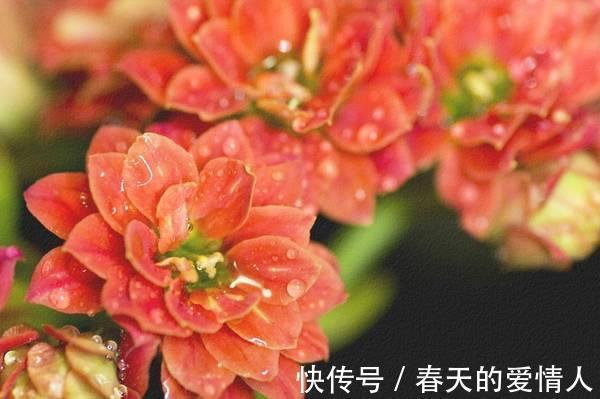 长寿花人人爱养,养护过程中,最容易生虫,该怎么“摆脱”