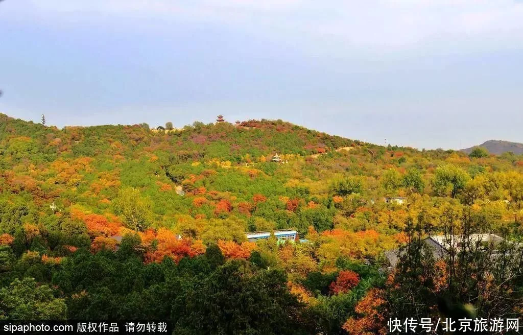 今日寒露 | 登高赏叶，望尽京城金秋好景