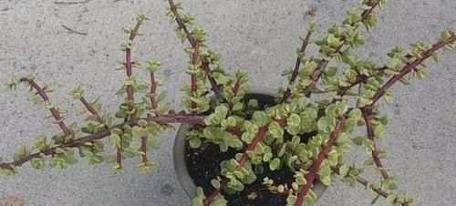 养花|聪明人养花就养3种,可镇宅招财、有益健康,养护也省心