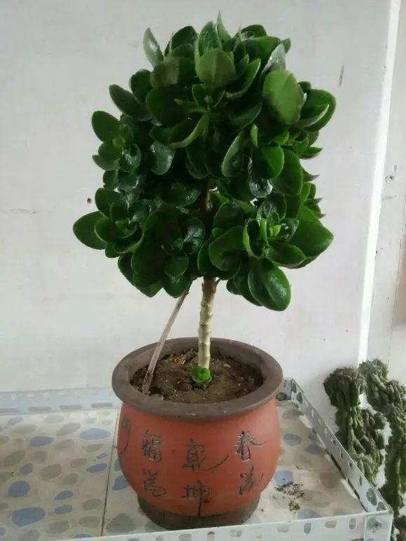 长寿花枝条剪1根,插盆里15天生根,养成“棒棒糖”,当年开花