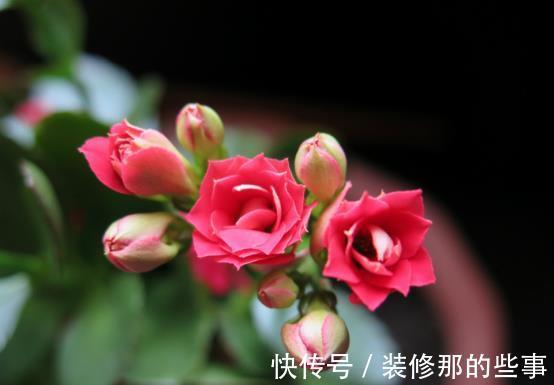 养殖|室内盆栽：金钱树、长寿花的养殖方法
