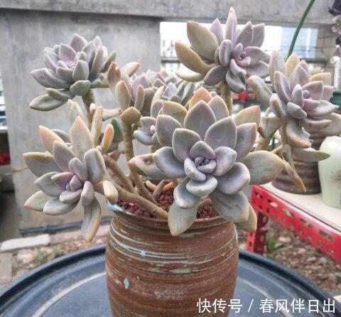 多肉|吴小姐想买盆胧月,带回家发现是冬美人,哭笑不得,太难区分了