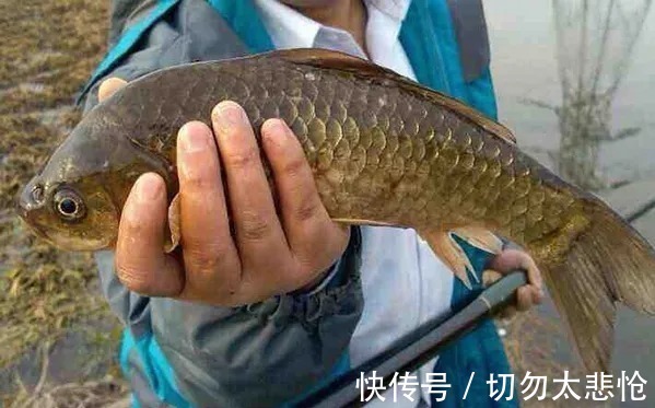 钓鲫鱼|降温后,这钓法不用就亏了,简单又高效,钓上的鲫鱼一尾比一尾大