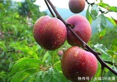 甘氨酸|夏令佳果三华李清甜爽脆,它还具有这么强大的功效你知道吗?