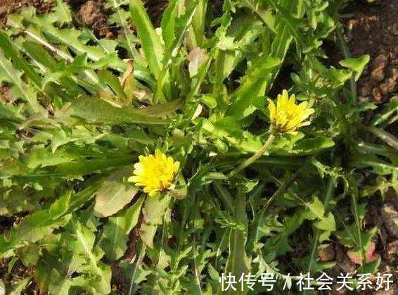 排毒草|李时珍蒲公英和它泡,连喝1周肾脏变强,口臭没了肝也干净了