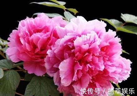 叶斑病|适合秋冬养的花,好养如绿萝,花形奇特漂亮,花香四溢,值得入手