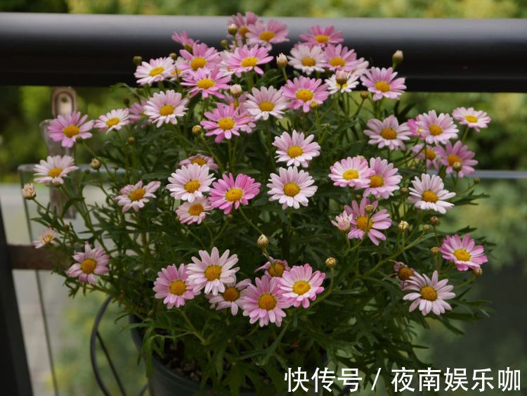 葡萄|喜欢养菊不如养盆“葡萄冰山”,株型饱满,花大色艳,适合盆栽养