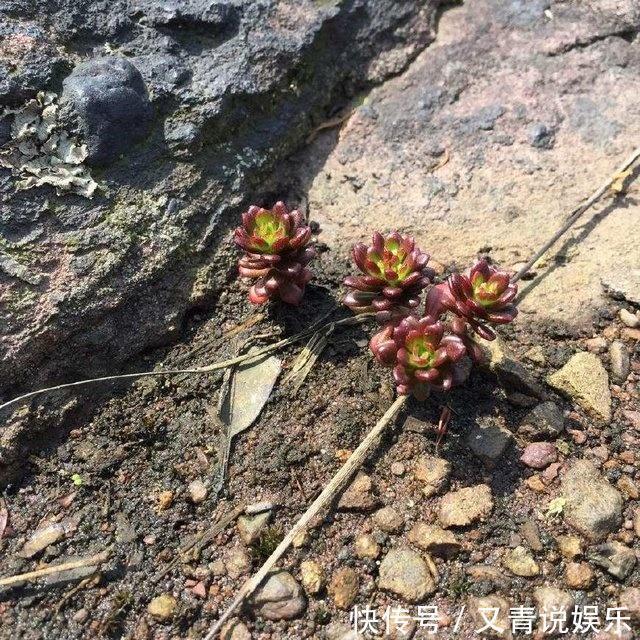 野生|户外捡来的野生多肉植物，回家养了一星期竟长成这样！