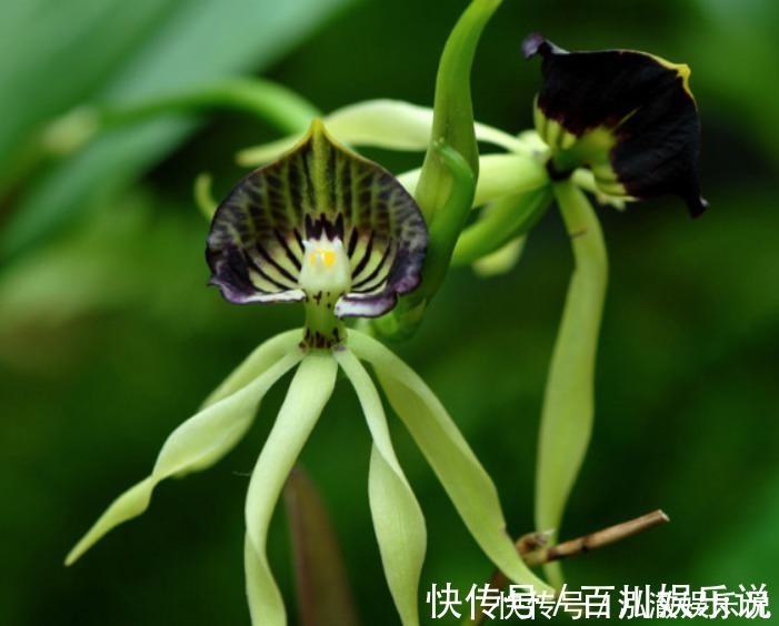 养护|兰花夏天怎么养教你3个养护小妙招，兰花安然度夏，叶子不发黄