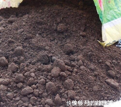 腐叶土|家庭养花，土从哪里来3个方法，不花一分钱，就能自制营养土了！