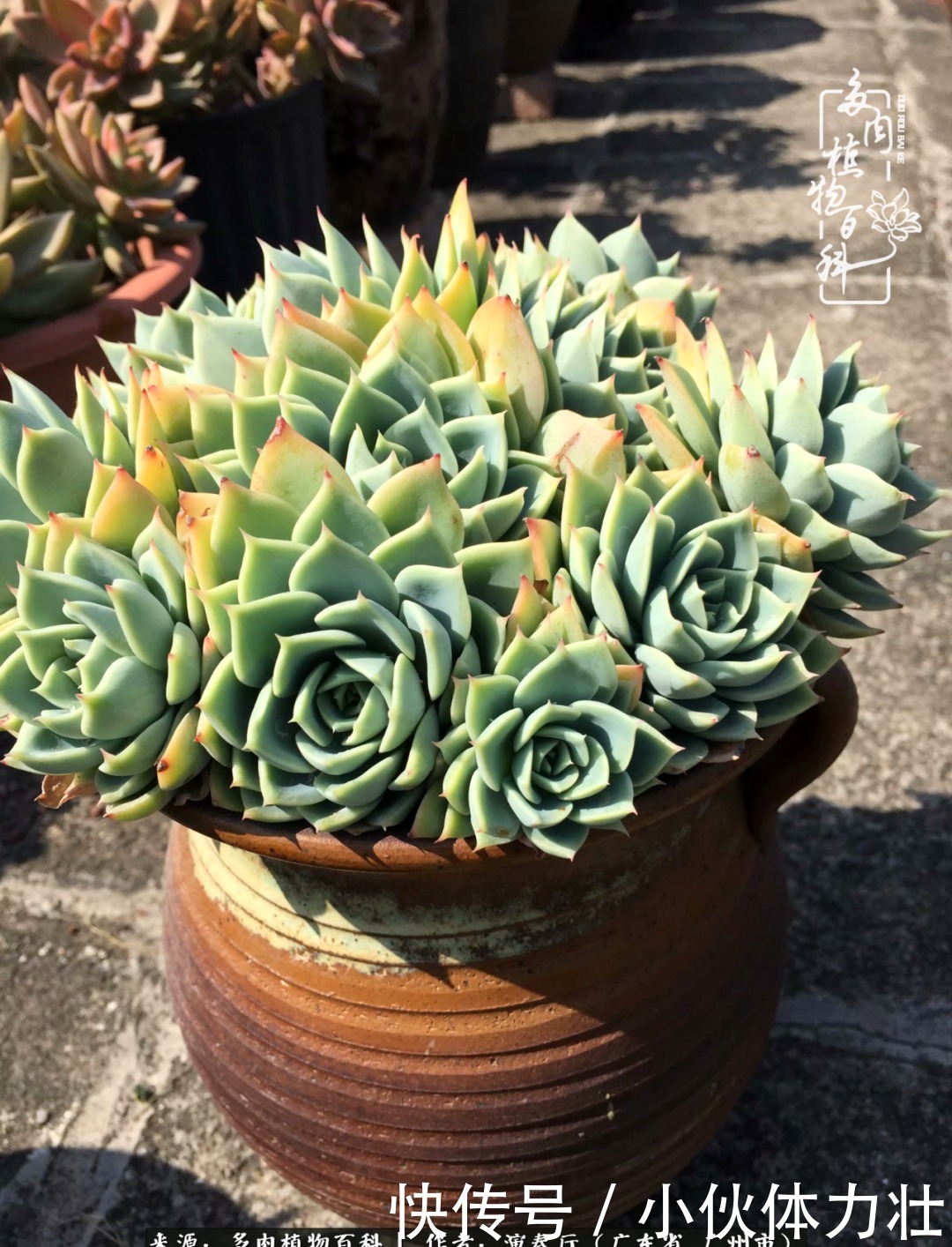 多肉植物|为肉钟情:楼顶上的多肉!