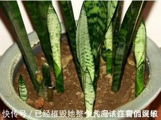 虎皮兰“长得慢”扒开土喂点“出芽肥”,新芽就像“竹笋”