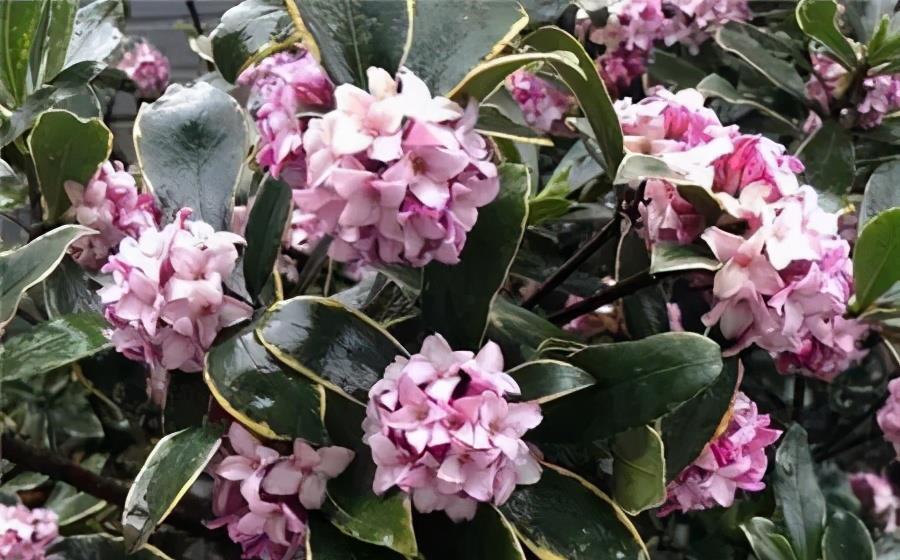 茶花|7月以后,3种花别再修剪了,不然延长开花时间亦或没花赏