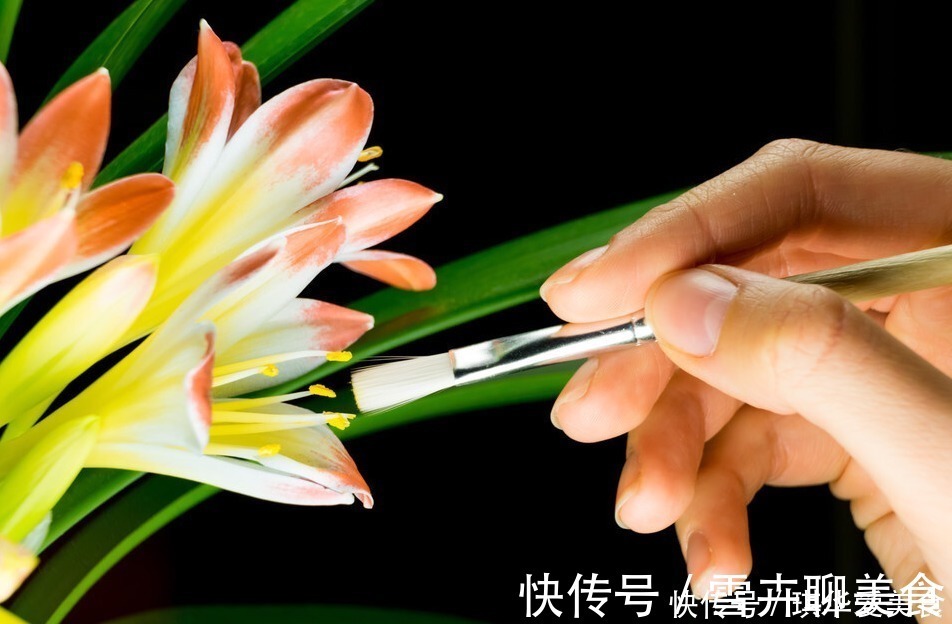 花期|“春不出，夏不晒，秋不干，冬不湿”，君子兰的四季莳养