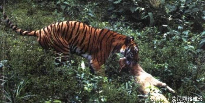 成语为虎作伥由来唐穆宗时期,为什么古人