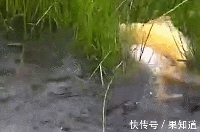 大鱼|水草中看到一白一黄的两条大鱼在嬉戏，太漂亮了，不舍得抓来吃